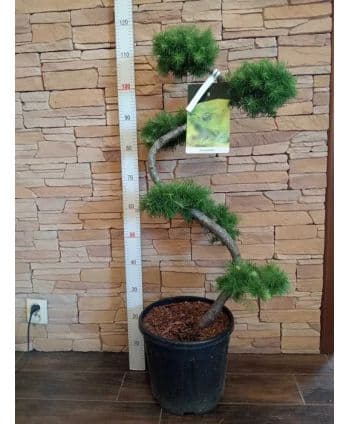 Modrzew / Larix kaempferi...