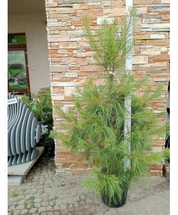 Sosna himalajska/Pinus...