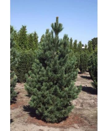 Sosna limba/Pinus cembra ~...