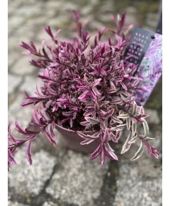 Hebe 'Burning Heart'