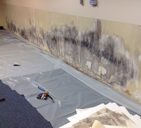 Black-Mold-Removal-Lacey-WA