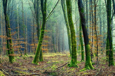 Forest Ecosystems and Sustainable Forestry