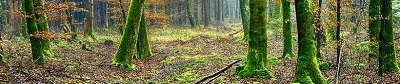Forest Ecosystems and Sustainable Forestry