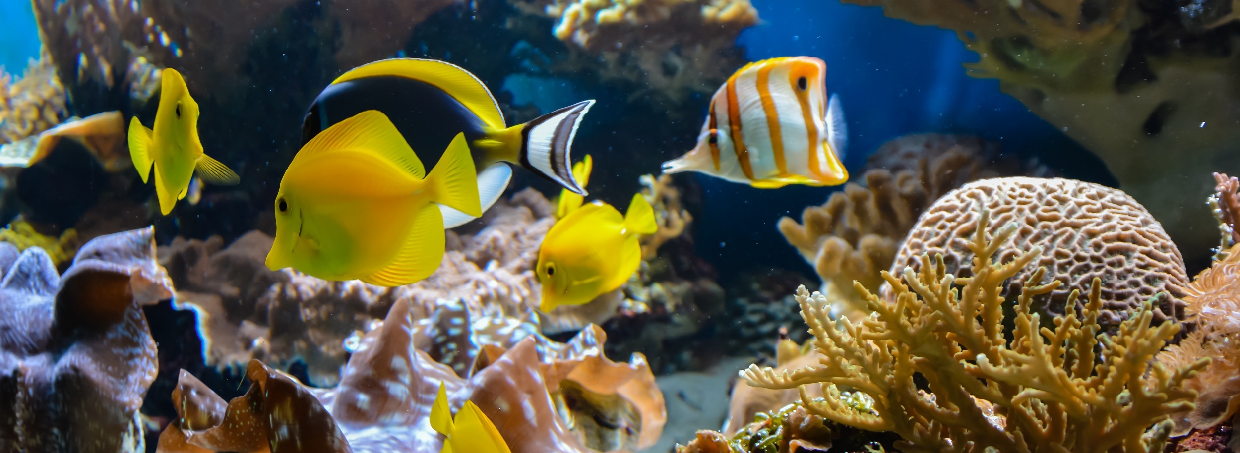 Marine, Ocean, and Coastal Ecosystems. Blue Carbon