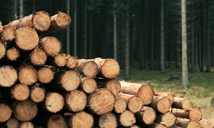 Za promocijo rabe lesa v gradnji na voljo 400.000 evrov