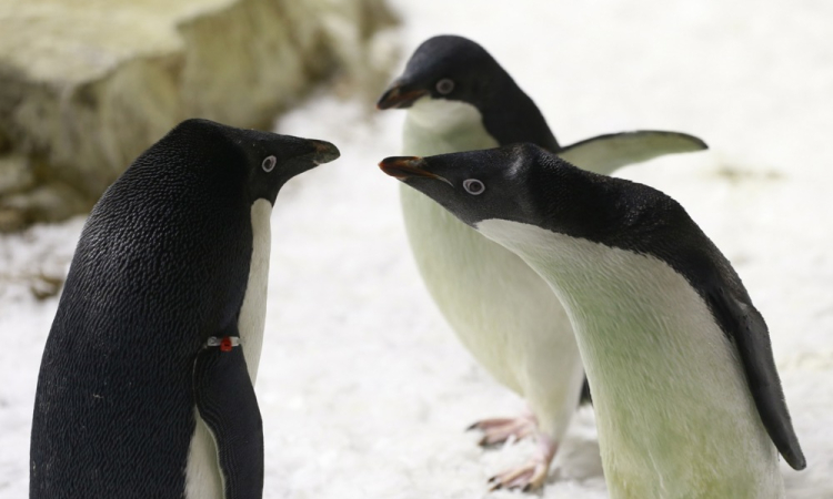 Zaradi taljenja ledu lani poginilo na tisoče mladičev cesarskih pingvinov