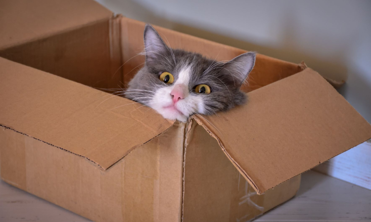 Mačko pomotoma v vrnjenem paketu poslali v Kalifornijo