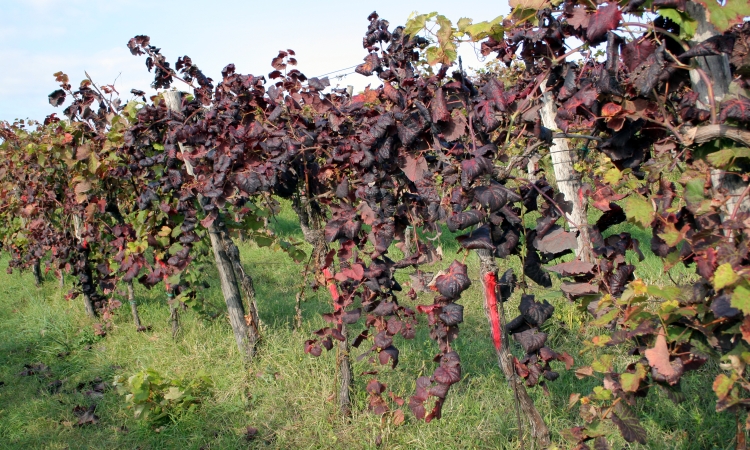 Vinogradniki pozvani k prijavi suma zlate trsne rumenice za uveljavitev finančnega nadomestila