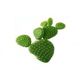Arôme SOLANA Cactus 10ml Solana