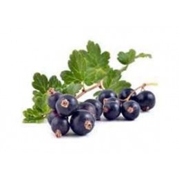 Arôme SOLANA Cassis 10ml Solana