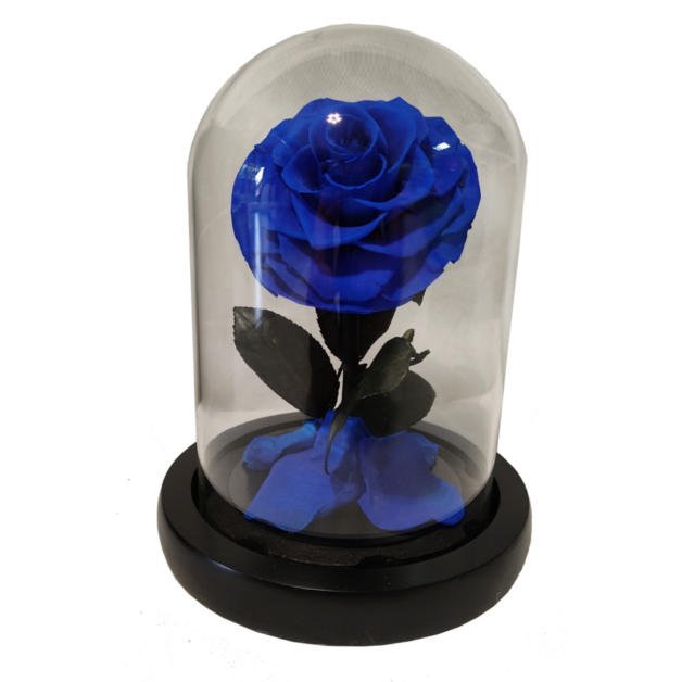 Vera rosa eterna blu premium con campanello e confezione regalo