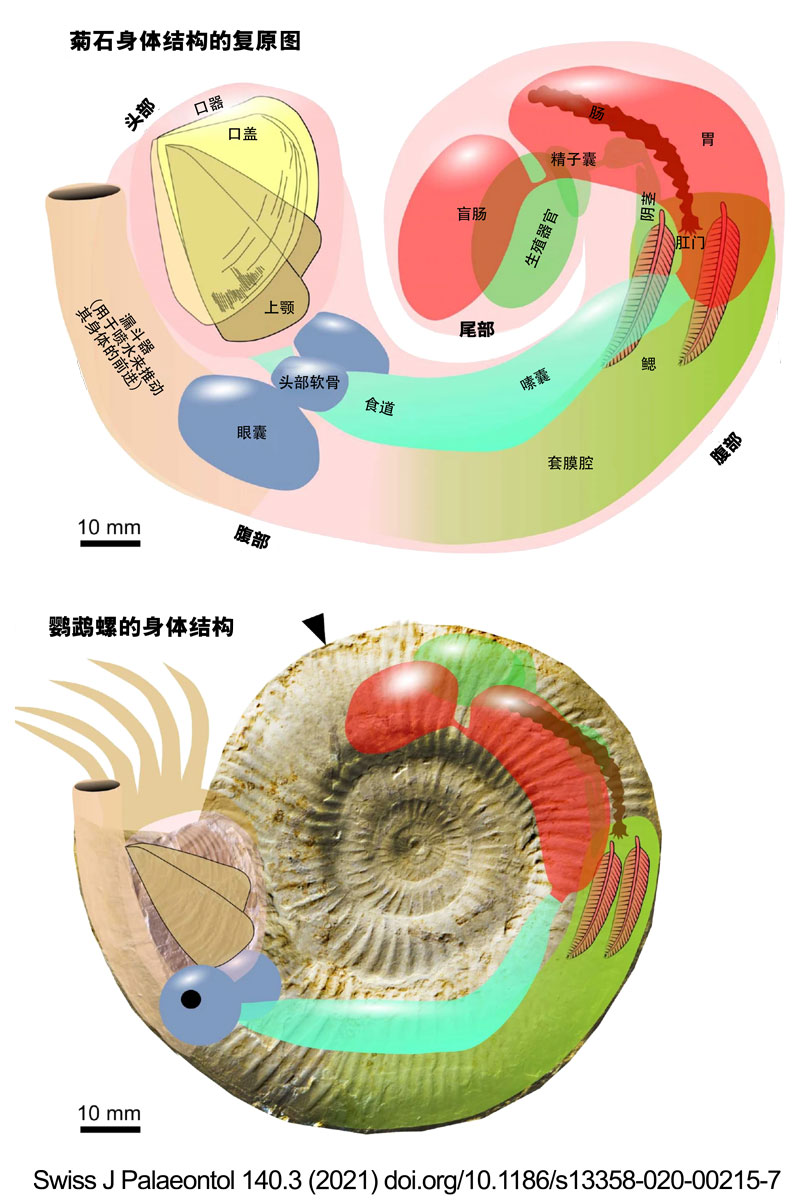anatomy-in-a-conch-2