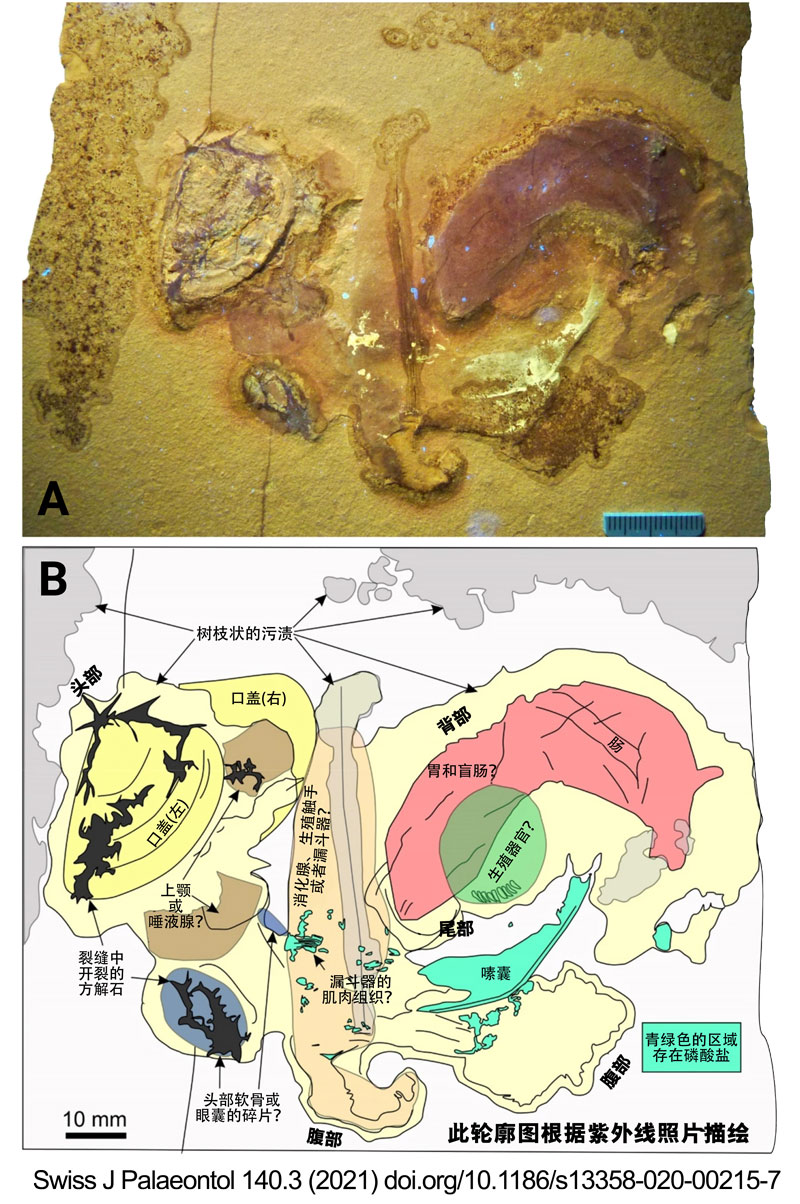 fossilized-soft-body-of-ammonite