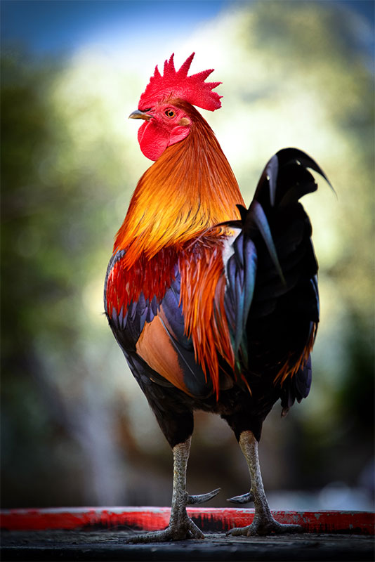 brahma