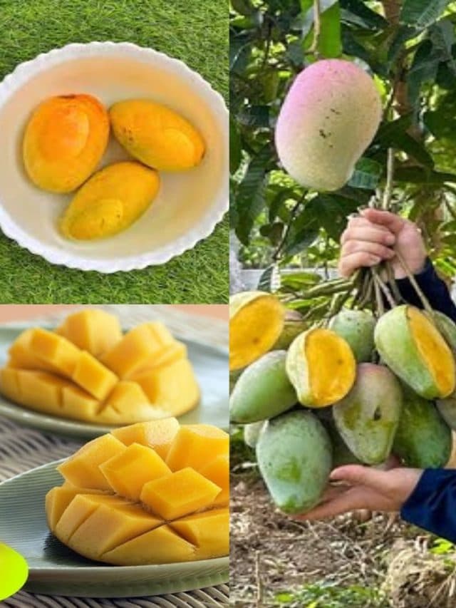 Why should Mango be Soaked in Water?