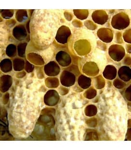 Маточное молочко самый полезный продукт пчеловодства