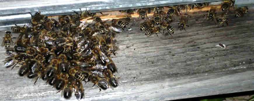 Пчёлы и трутни