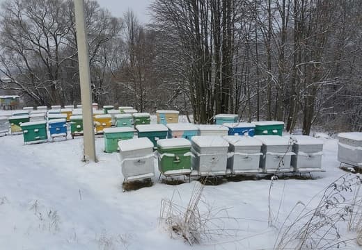 Пчелы зимуют на стационарной пасеке. Пасека Моисеева