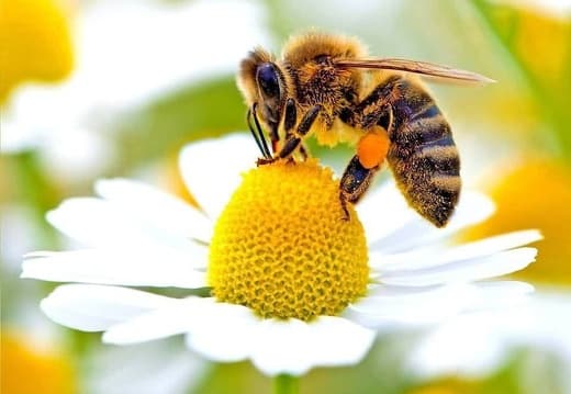 Пчелка на ромашке собирает нектар и пыльцу. Альбом Пчёлы