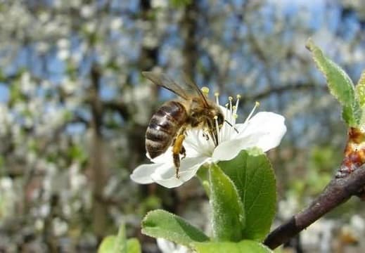 Пчела на яблоневом цвете