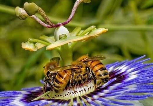 Пчелы на удивительном растении пассифлора