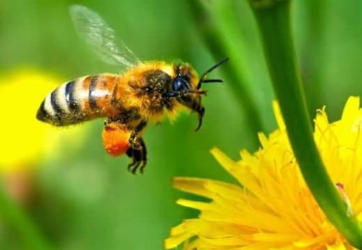 Пчела собирают нектар и пыльцу с кульбабы