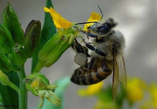 Пчела на цветках семейства крестоцветные 