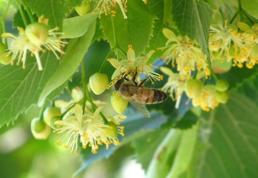 Пчелка на цветках липы