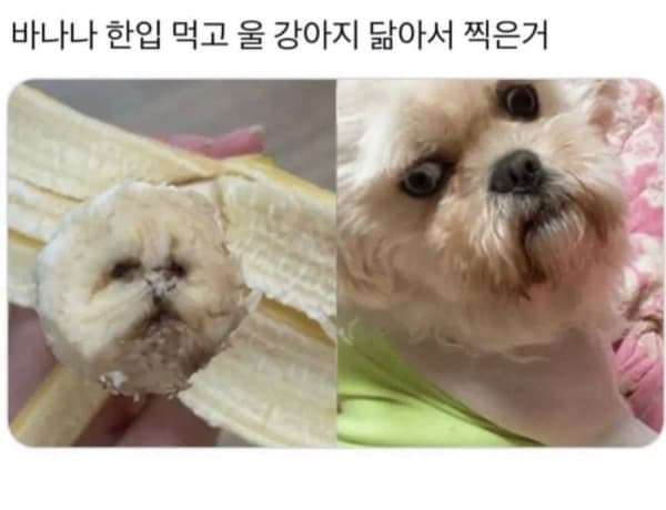 바나나강아지