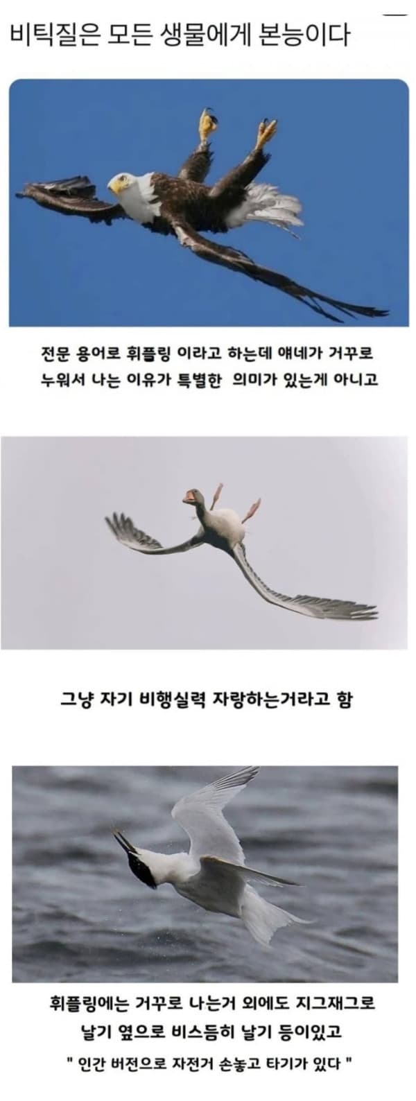 새가 거꾸로 나는 이유