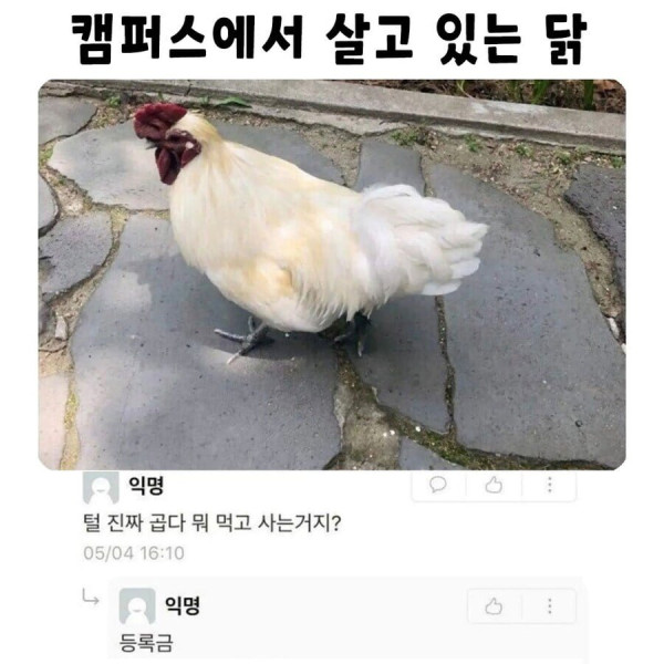 등록금을 마시는 새