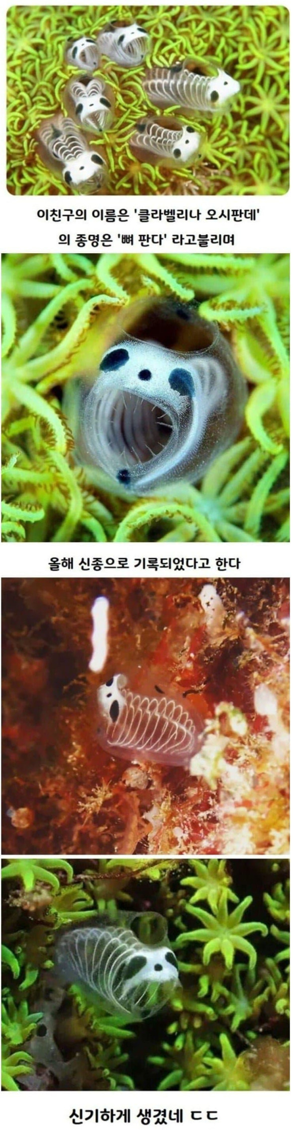 올해 신종 생물로 발견된 뼈판다