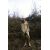 Zara Рубашка с отрезанным низом и застегивающимися карманами , Цвет: Коричневый, Размер: L
