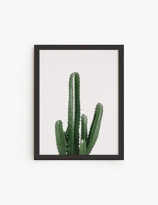 Cactus del Oeste