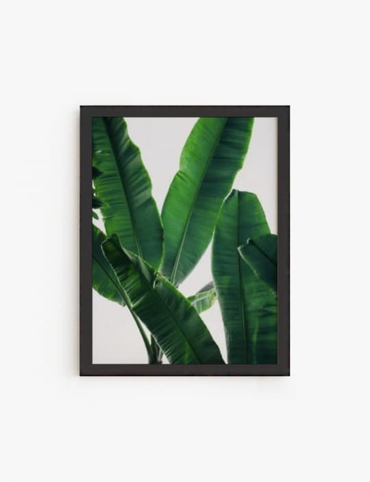 Banana Leaves