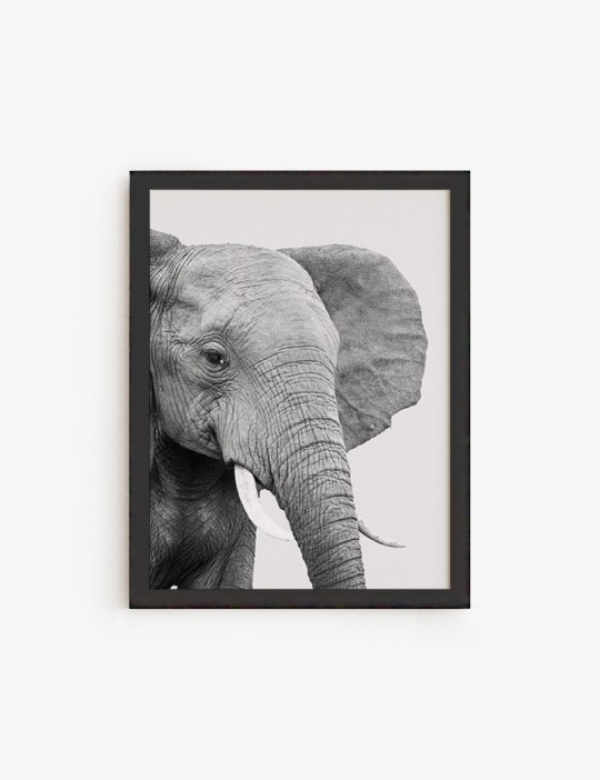 Elefante Africano