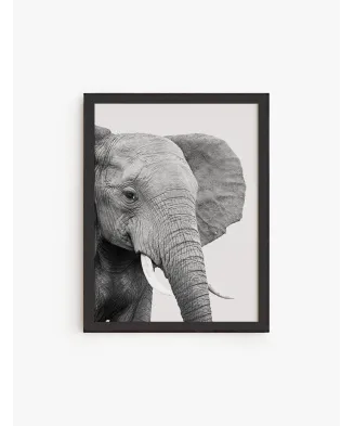 Elefante Africano