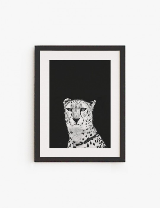 Cheetah