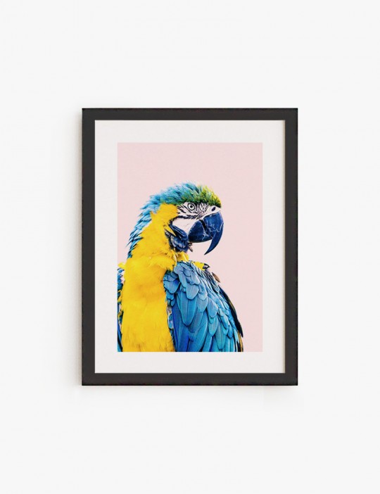 Guacamayo