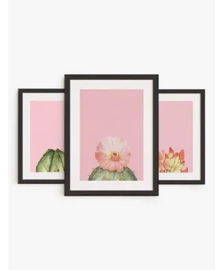 Set Cactus Rosa