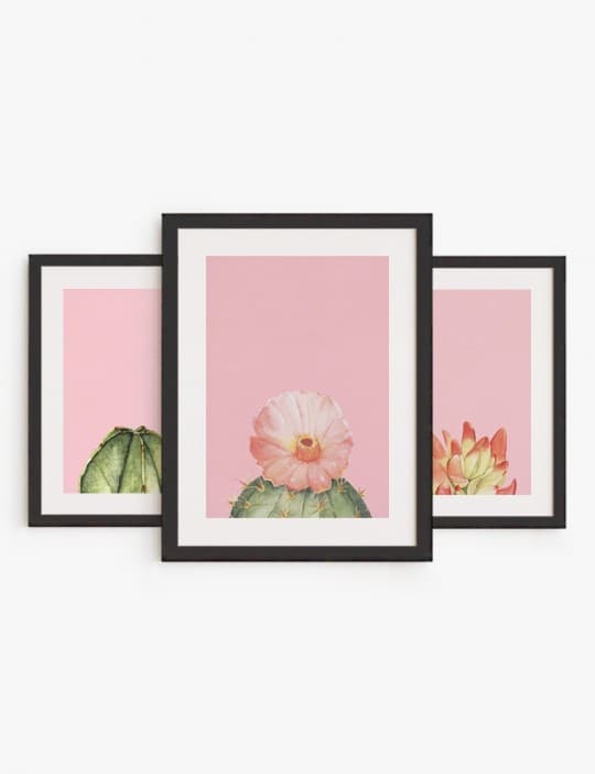 Set Cactus Rosa