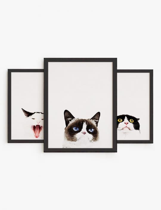 Colección Amor de Gatos