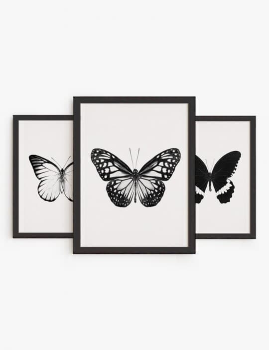 Set Mariposas Blanco y Negro