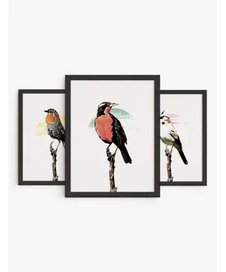 Colección Aves Chilena