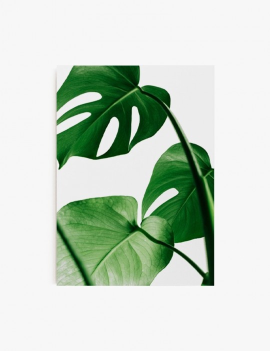 Monstera