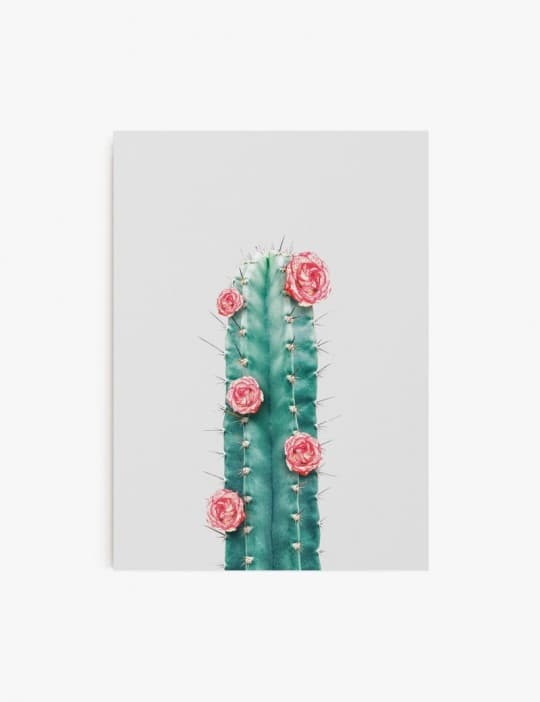 Cactus y Flor 02