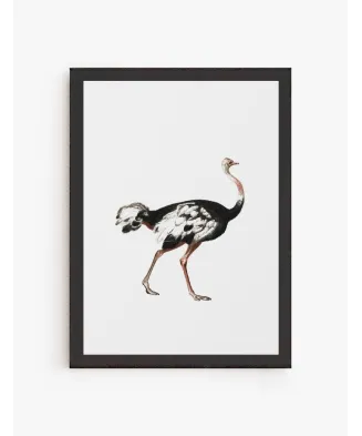 Cuadro Avestruz | Be Minimal