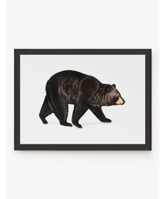 Cuadro Oso Americano | Be Minimal