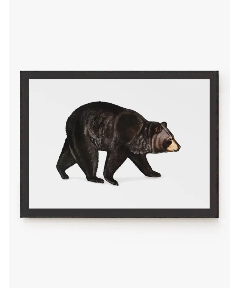 Cuadro Oso Americano | Be Minimal