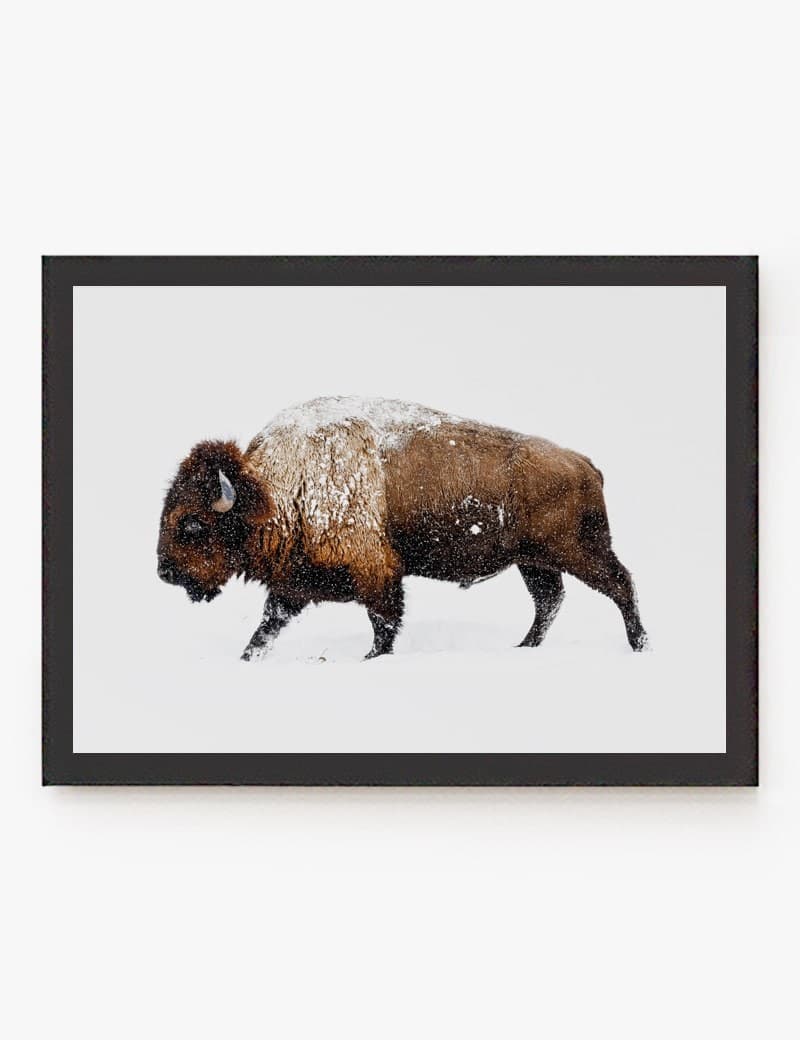 Lámina impresa | Cuadro Bisonte